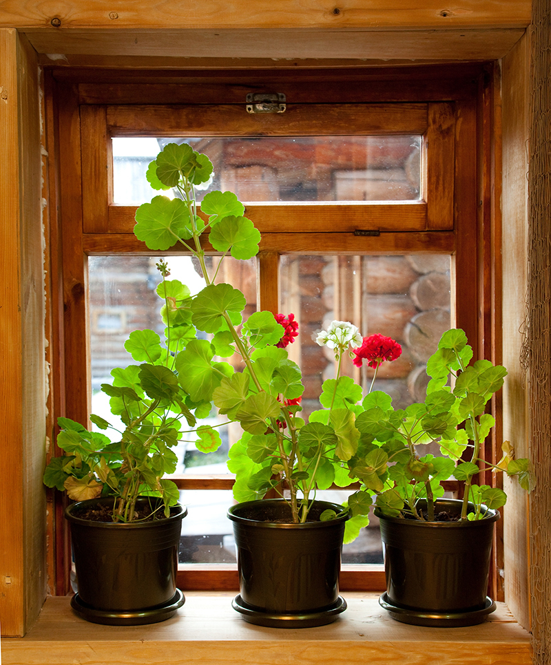 tulips flowers  / cut flowers